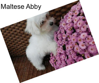 Maltese Abby