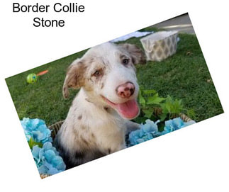 Border Collie Stone