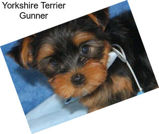 Yorkshire Terrier Gunner