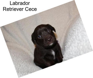 Labrador Retriever Cece