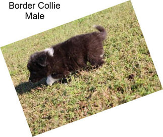 Border Collie Male