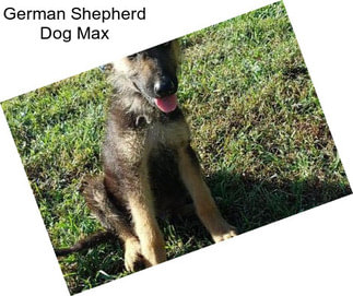 German Shepherd Dog Max