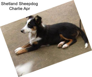 Shetland Sheepdog Charlie Apr