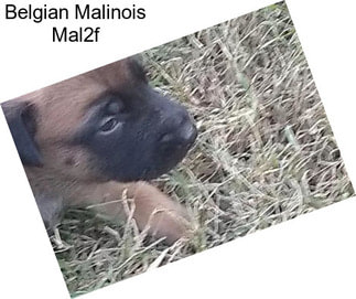 Belgian Malinois Mal2f