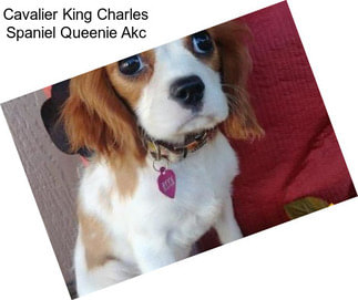 Cavalier King Charles Spaniel Queenie Akc