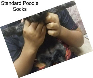 Standard Poodle Socks