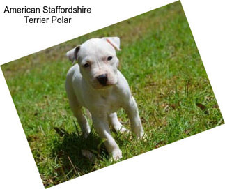 American Staffordshire Terrier Polar