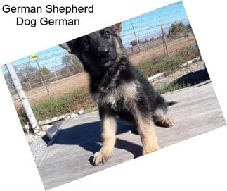 German Shepherd Dog German