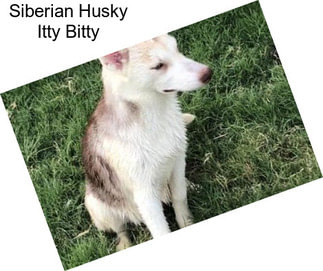 Siberian Husky Itty Bitty