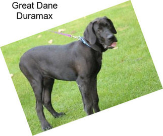 Great Dane Duramax