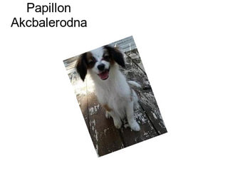 Papillon Akcbalerodna