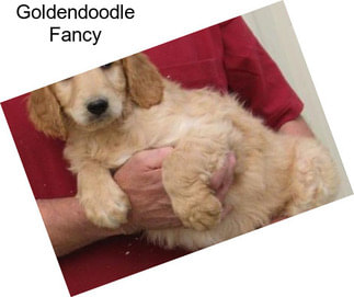 Goldendoodle Fancy