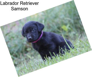 Labrador Retriever Samson