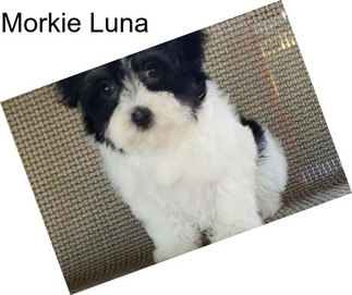 Morkie Luna