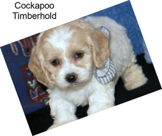 Cockapoo Timberhold