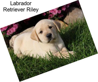 Labrador Retriever Riley