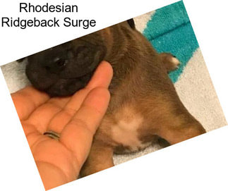 Rhodesian Ridgeback Surge