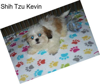 Shih Tzu Kevin