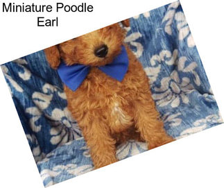 Miniature Poodle Earl