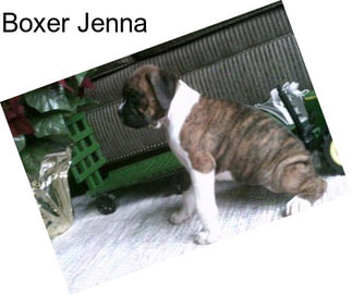 Boxer Jenna