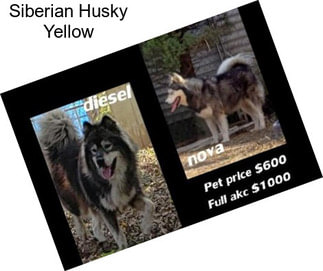 Siberian Husky Yellow