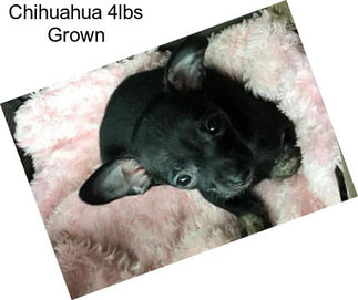 Chihuahua 4lbs Grown