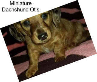 Miniature Dachshund Otis