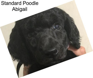 Standard Poodle Abigail
