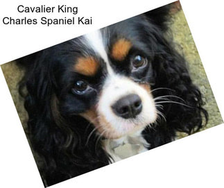 Cavalier King Charles Spaniel Kai