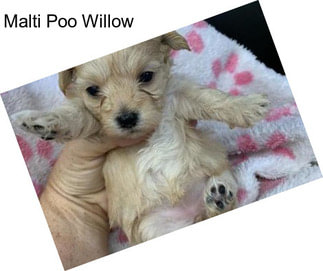 Malti Poo Willow