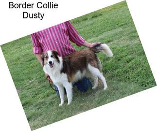 Border Collie Dusty