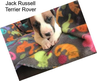 Jack Russell Terrier Rover