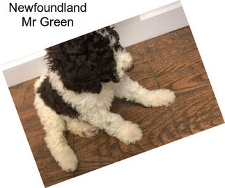 Newfoundland Mr Green