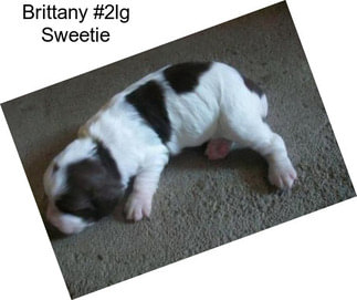 Brittany #2lg Sweetie