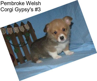 Pembroke Welsh Corgi Gypsy\'s #3