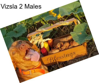 Vizsla 2 Males