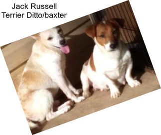 Jack Russell Terrier Ditto/baxter