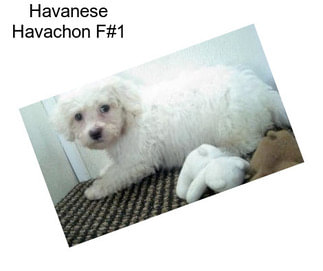 Havanese Havachon F#1