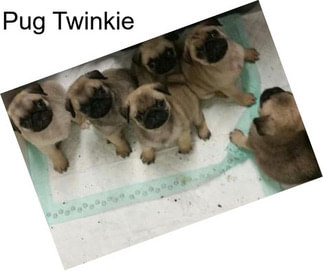 Pug Twinkie