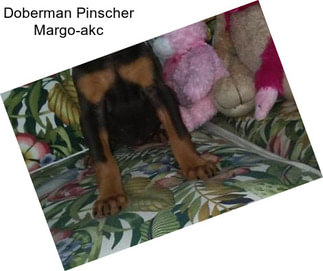 Doberman Pinscher Margo-akc