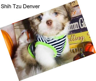 Shih Tzu Denver