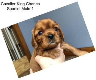 Cavalier King Charles Spaniel Male 1