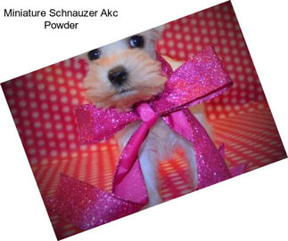 Miniature Schnauzer Akc Powder