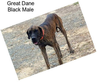 Great Dane Black Male