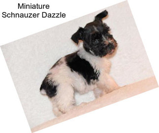 Miniature Schnauzer Dazzle