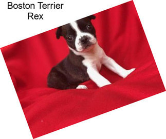 Boston Terrier Rex