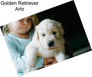 Golden Retriever Arlo