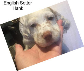 English Setter Hank