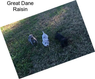 Great Dane Raisin