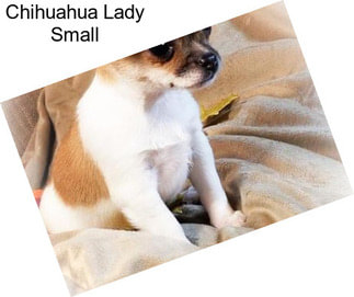Chihuahua Lady Small